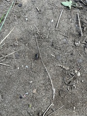 Eunemobius carolinus