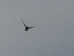 Hirundo rustica