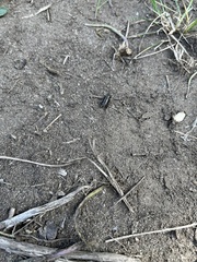 Eunemobius carolinus