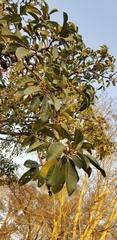 Ficus lutea