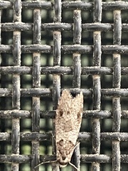 Lepidoscia heliochares