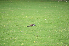 Vanellus indicus