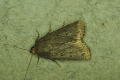 Amphipyra tragopoginis