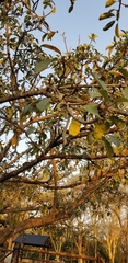 Ficus lutea