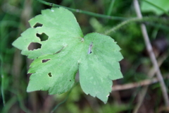 Ranunculus recurvatus