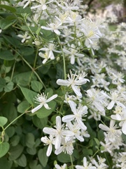 Clematis