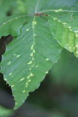 Acalitus ferrugineum