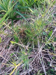 Spergula arvensis