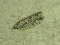 Epinotia
