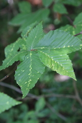 Acalitus ferrugineum