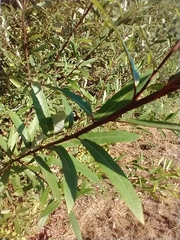 Salix lasiolepis