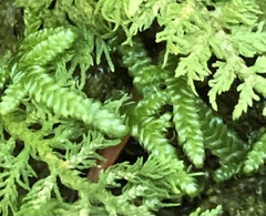 Callicladium imponens