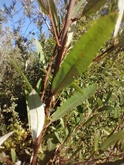 Salix lasiolepis