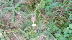 Silene latifolia alba