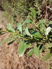 Salix lasiolepis