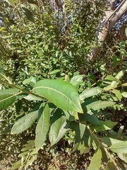 Salix lasiolepis