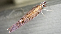 Apache degeeri
