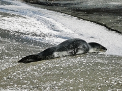 Hydrurga leptonyx