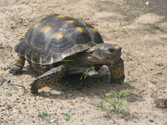 Gopherus berlandieri