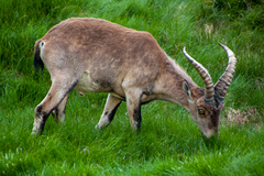 Capra pyrenaica victoriae