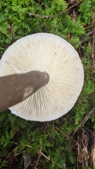 Lactarius lignyotus