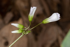 Oxalis