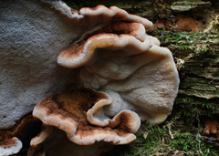 Ischnoderma resinosum