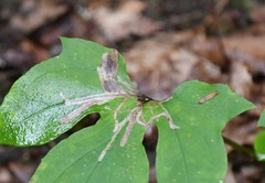 Phytomyza albiceps group