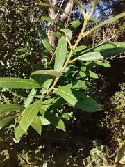 Salix lasiolepis