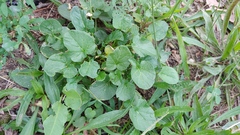 Barbarea vulgaris