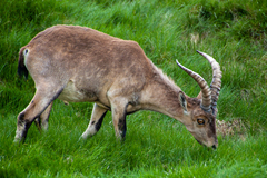 Capra pyrenaica victoriae