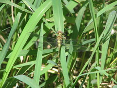 Gomphidae