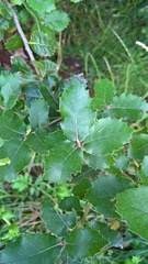 Quercus ilex