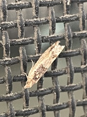 Spilonota constrictana