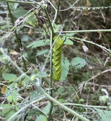 Sphinx kalmiae