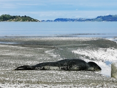 Hydrurga leptonyx