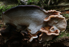 Ischnoderma resinosum