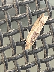 Spilonota constrictana