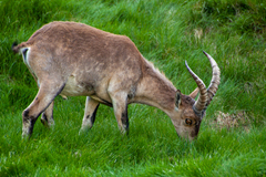 Capra pyrenaica victoriae