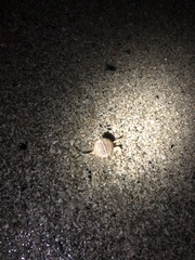 Persephona aquilonaris