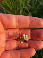 Spergula arvensis