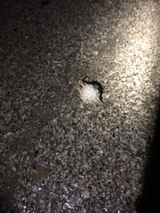 Persephona aquilonaris