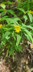 Solidago caesia