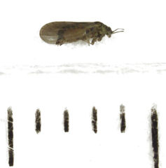 Blastopsylla occidentalis