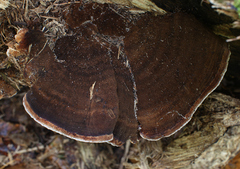 Ischnoderma resinosum