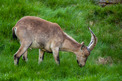 Capra pyrenaica victoriae