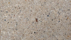 Aeolus mellillus