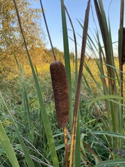 Typha