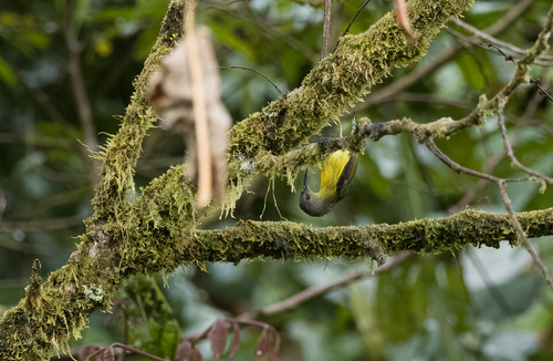 Lina's Sunbird (Aethopyga linaraborae), photo 7