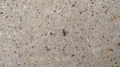 Aeolus mellillus